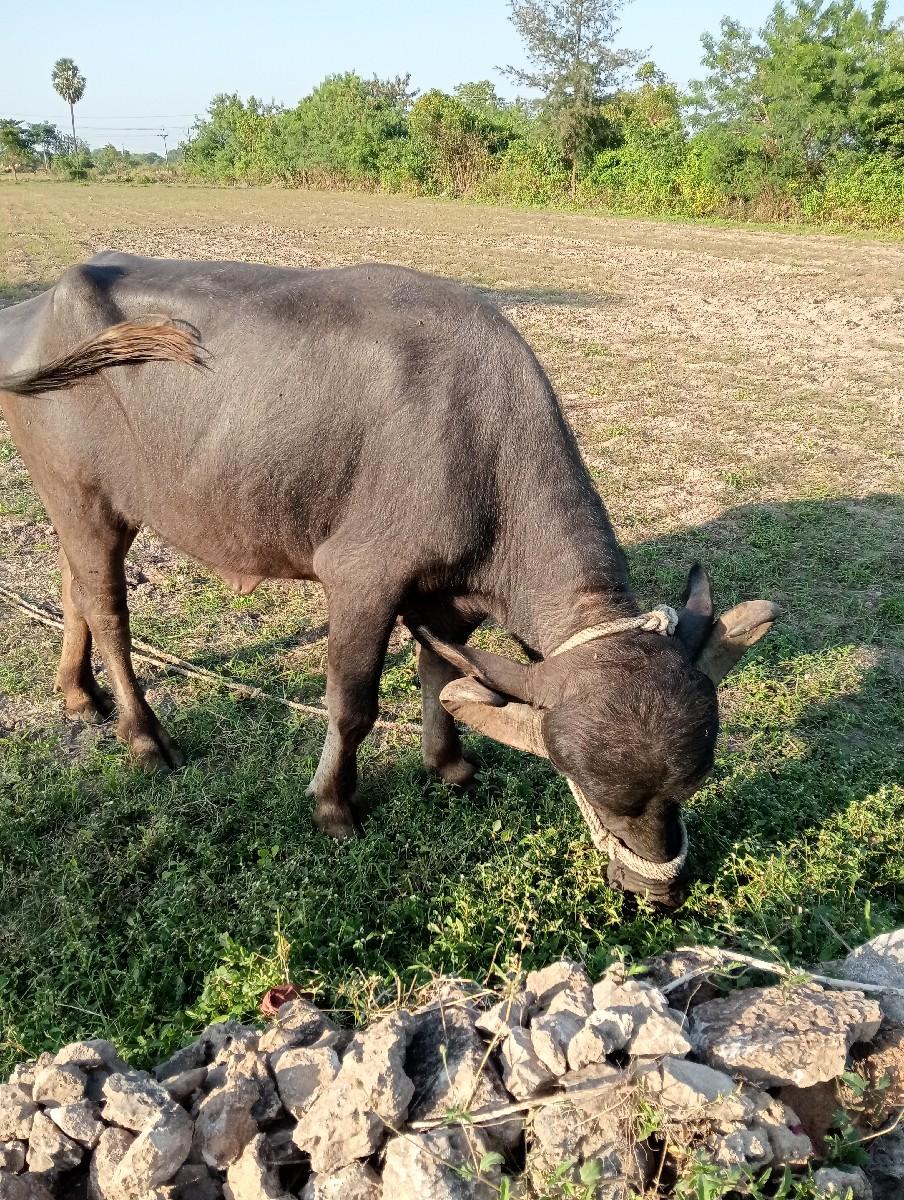 થંબનેલ 2