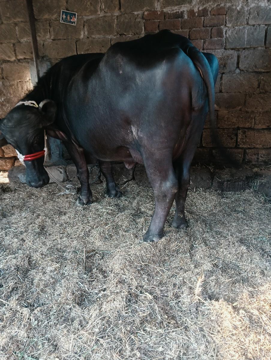 થંબનેલ 2