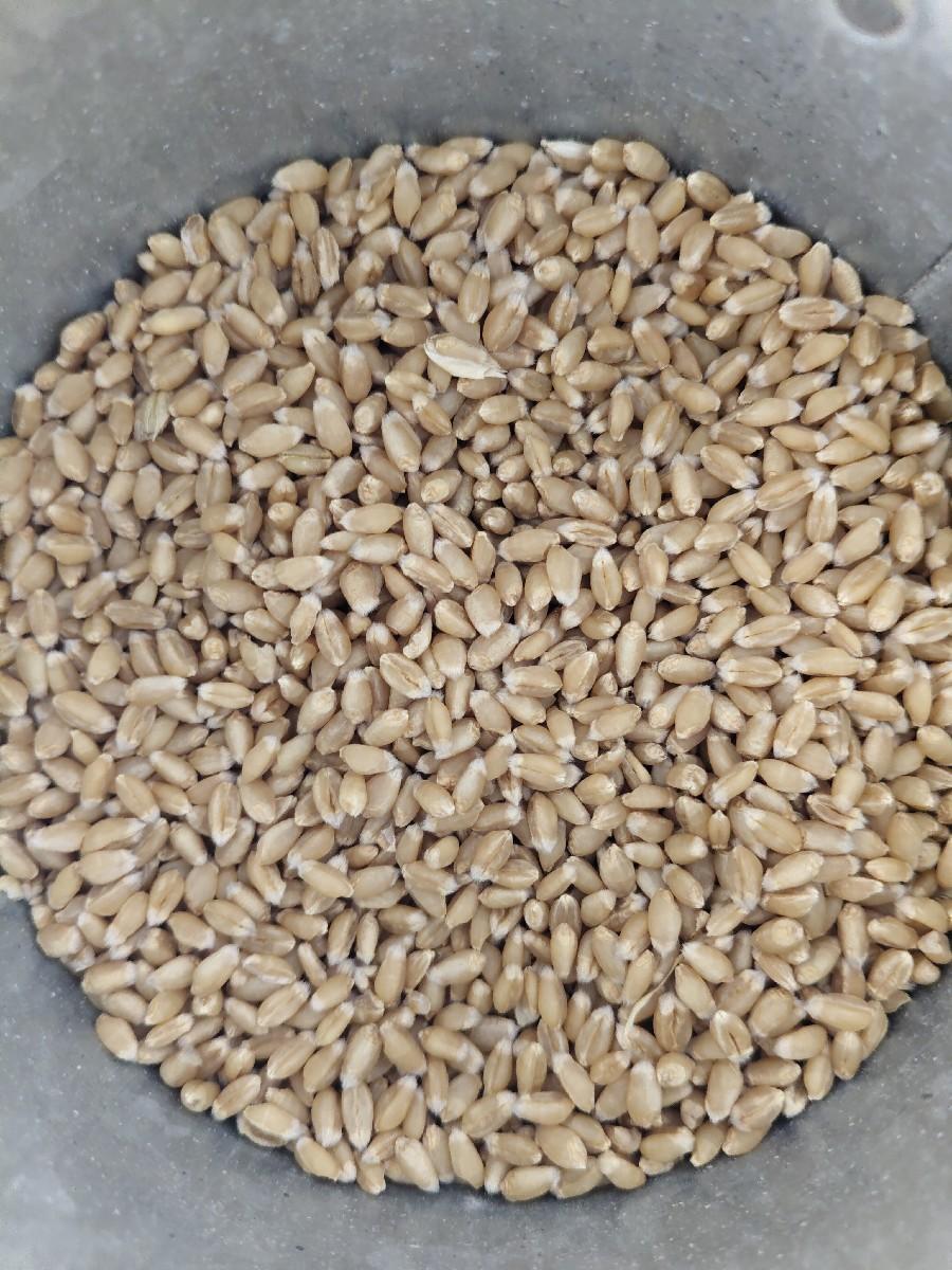 ઘવ વેચવાના છે