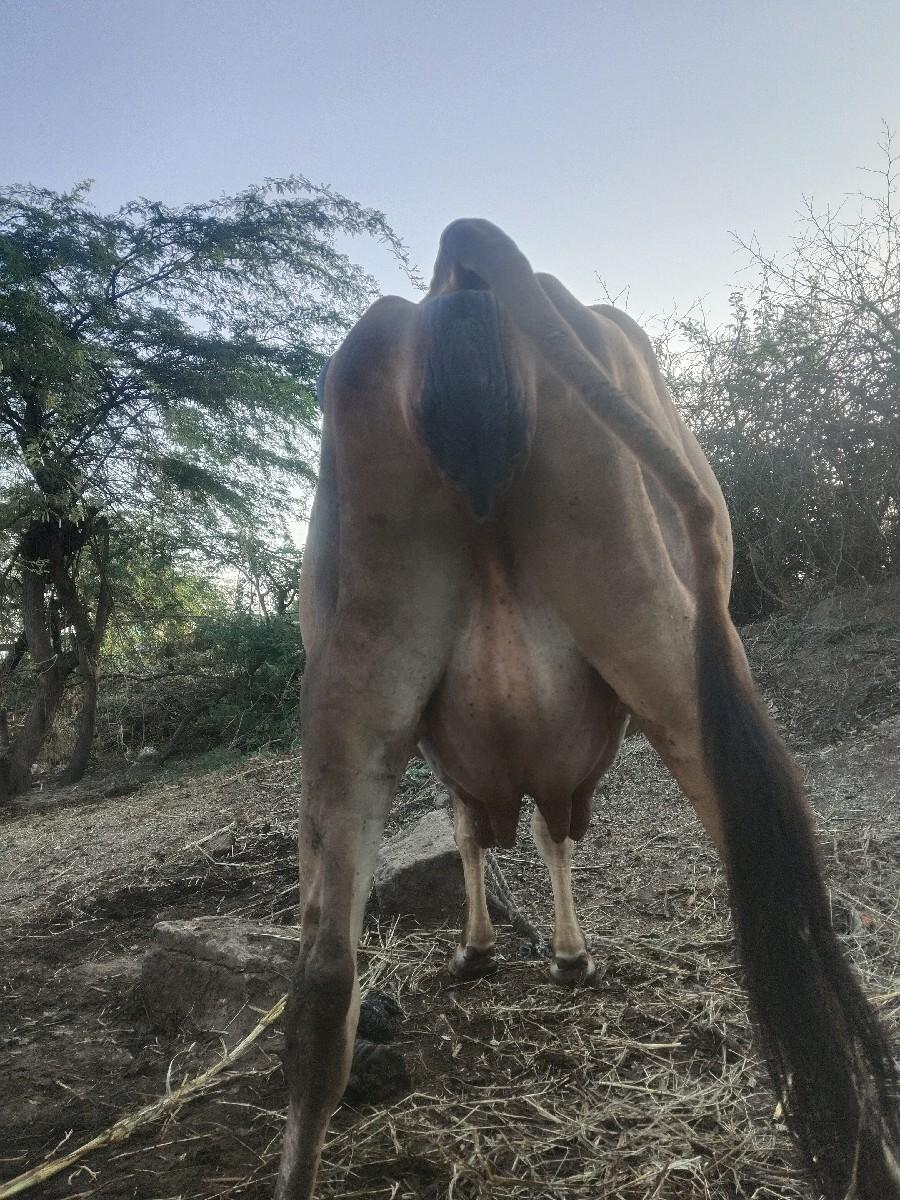 થંબનેલ 3