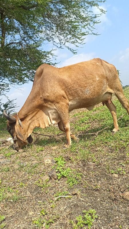 ગાય વેચવાની છે