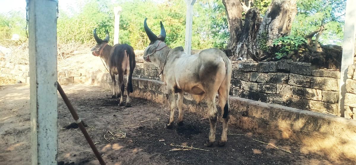 ગોઢલા વેસવા ના છે