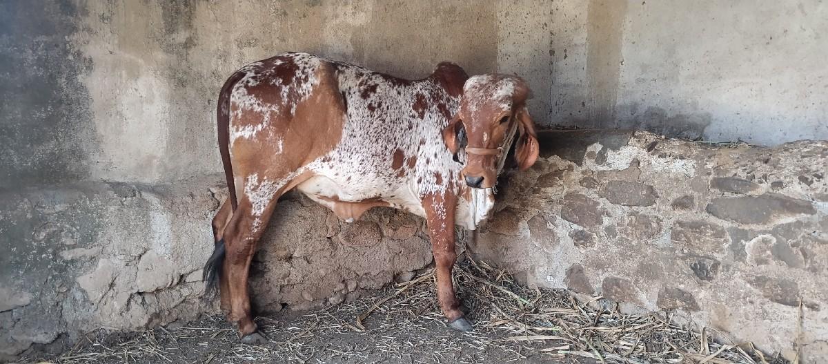 ગીરગાય અને ગીર વાછડી વેચવાની છે