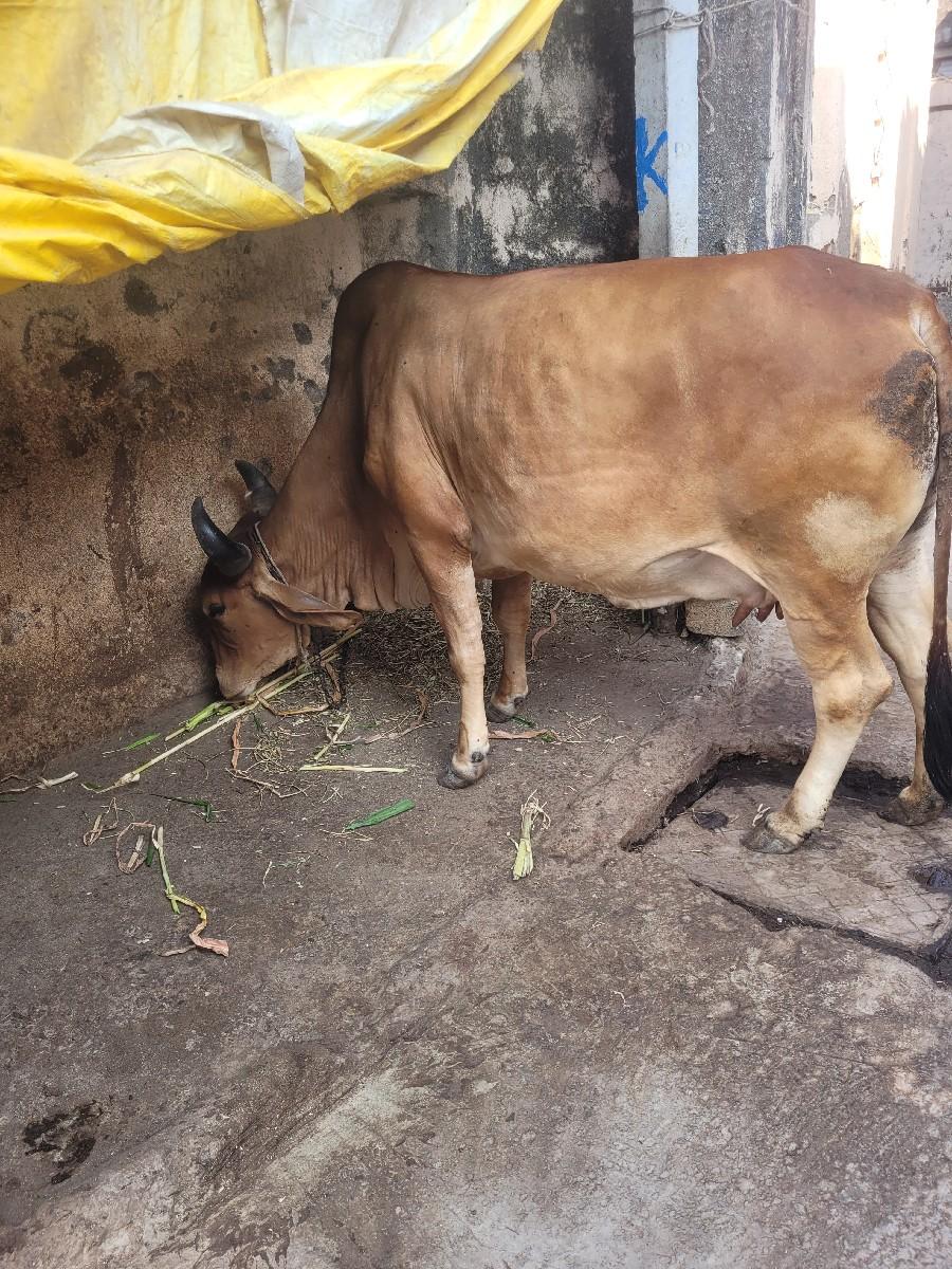 થંબનેલ 3