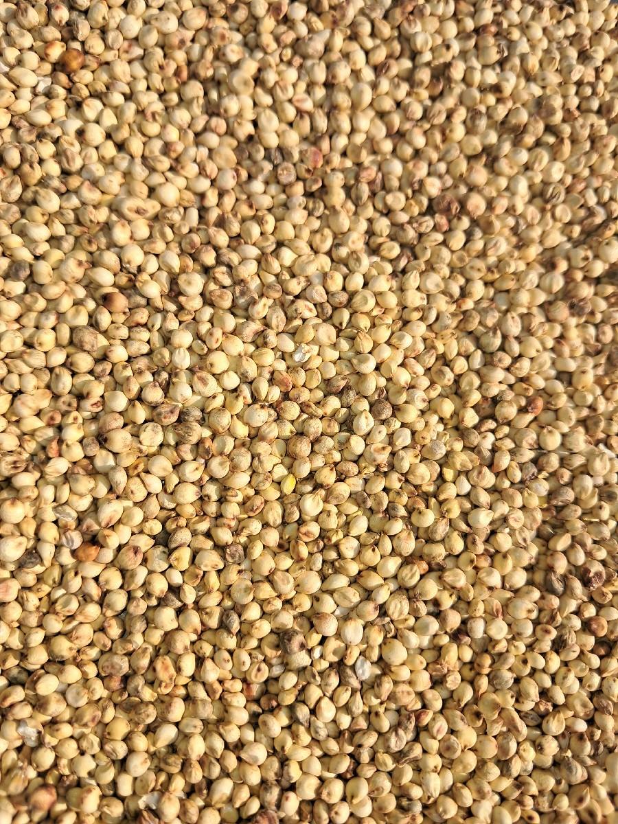 જુવાર  વેચવાની છે