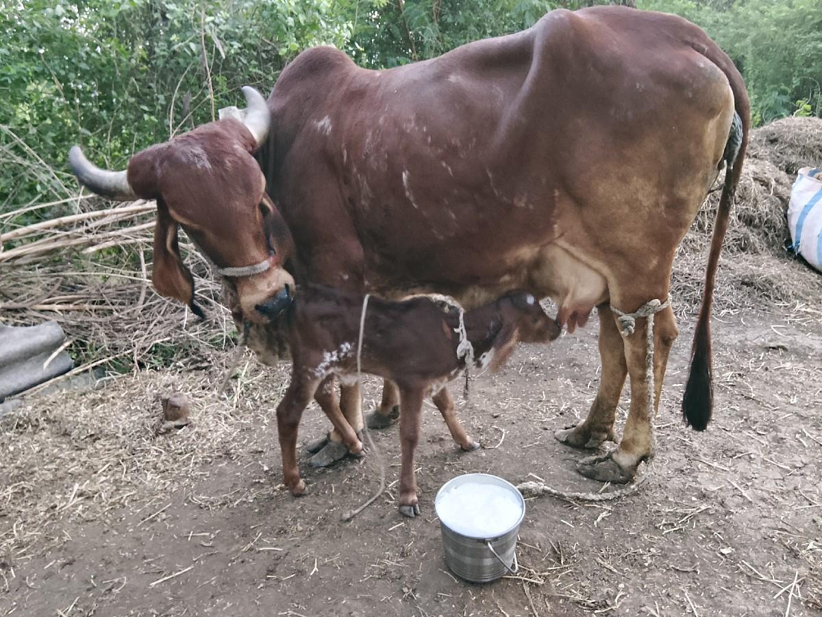 બેઈ.તિજીવીહલ..એક.ને.વાચડી.એક.