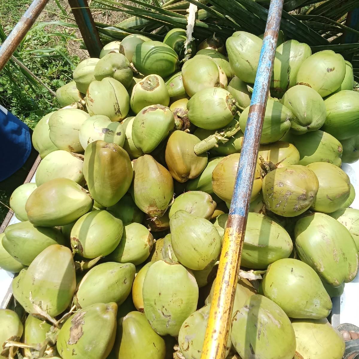 નારીયલ વેચવાના હોય તો કેજો