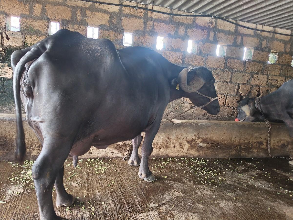 થંબનેલ 2