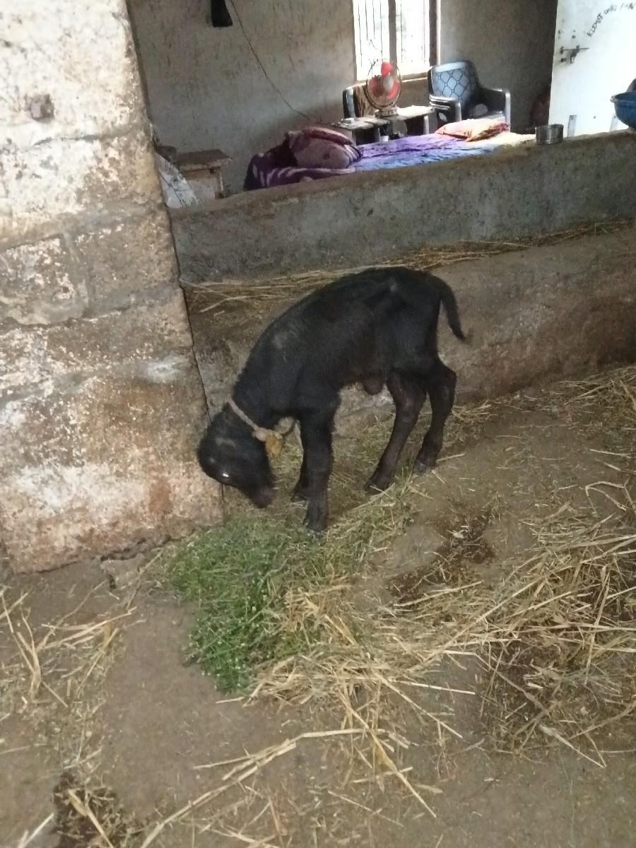 ભેંસ વેસવાની છે