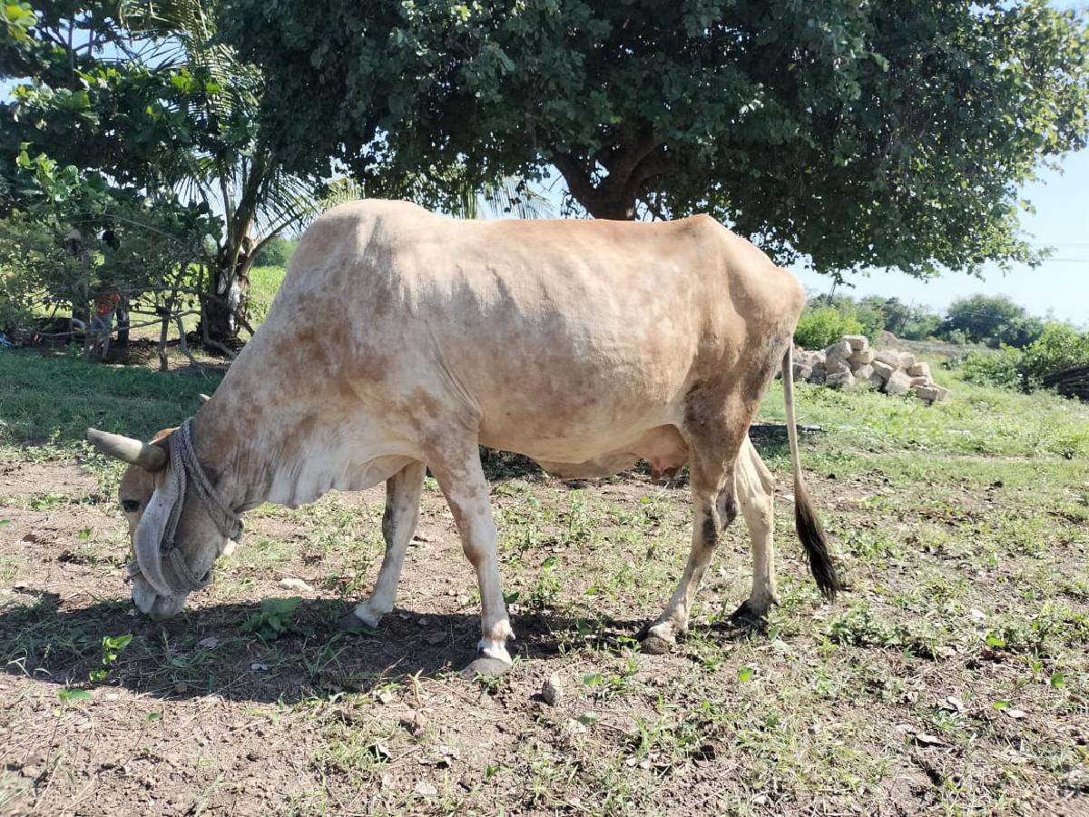 થંબનેલ 3