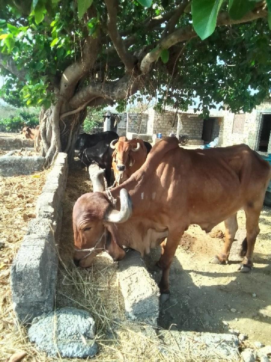 થંબનેલ 2