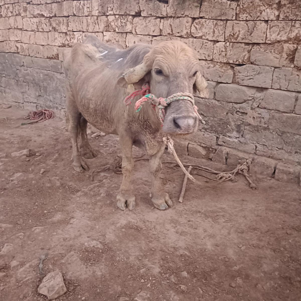 થંબનેલ 3