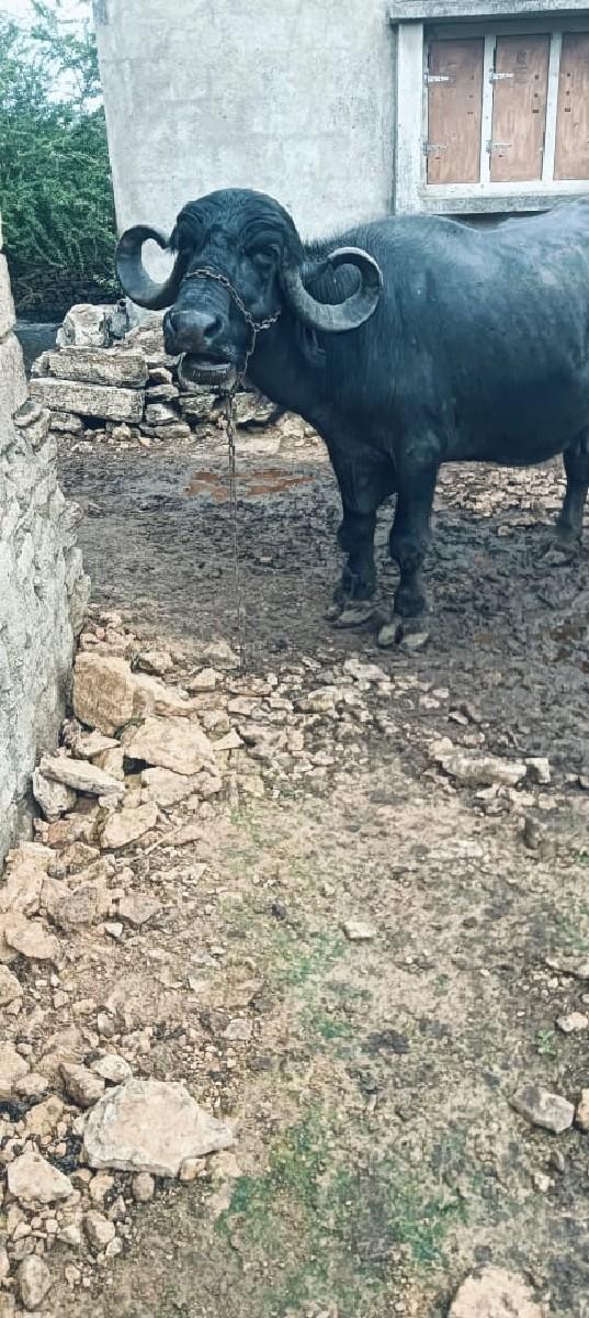 ભેંસ વેચવાની છે