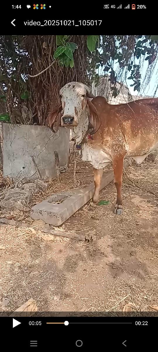 ગીર વોડકી વેચવા ની છે
