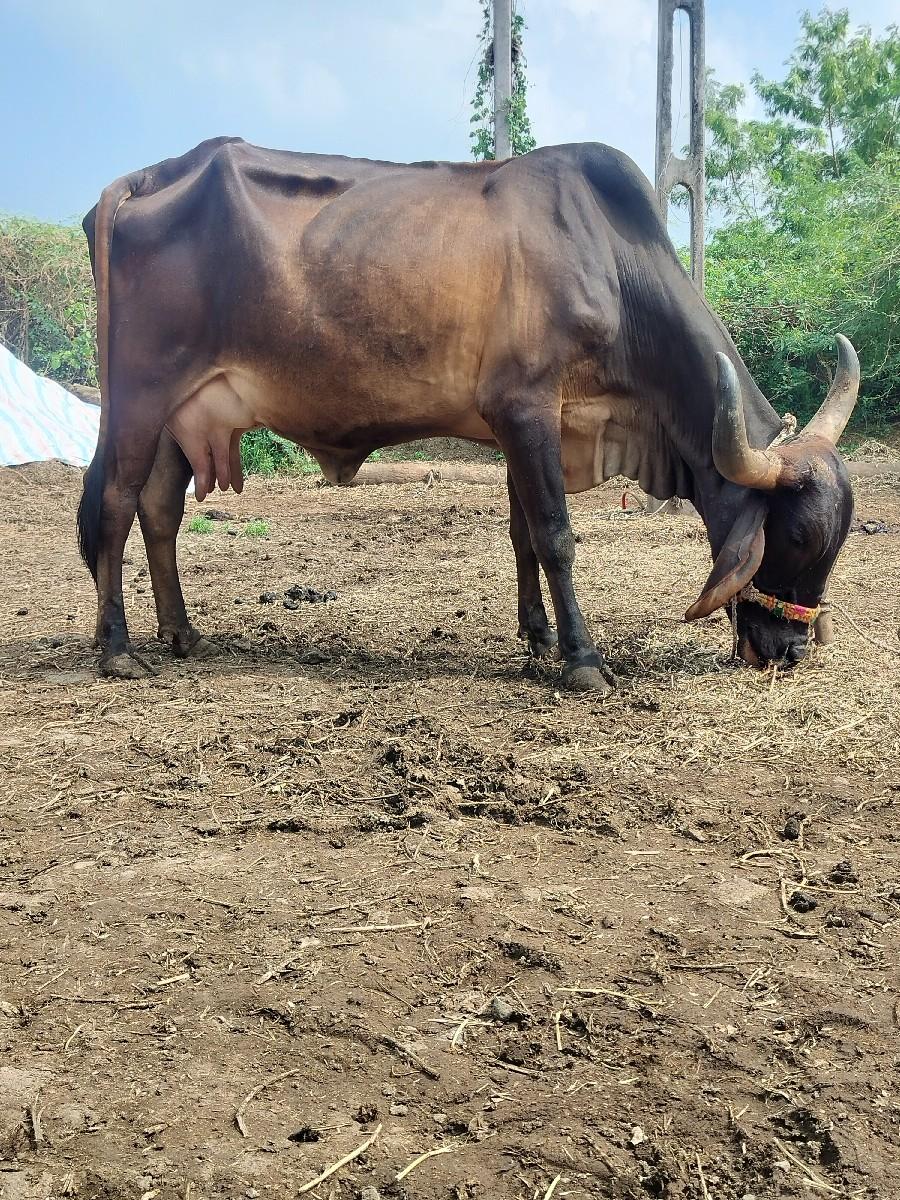 ગાય દેવાનિછે