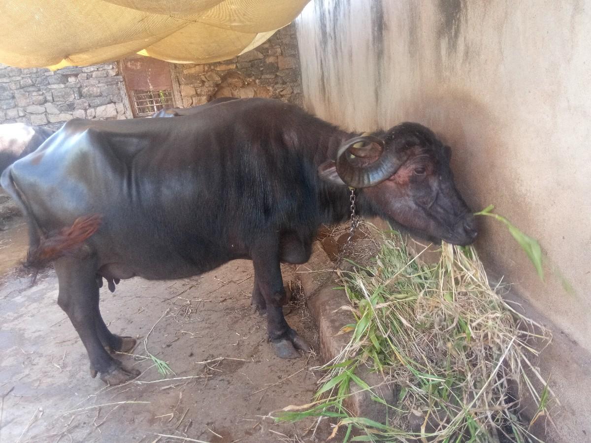 થંબનેલ 2