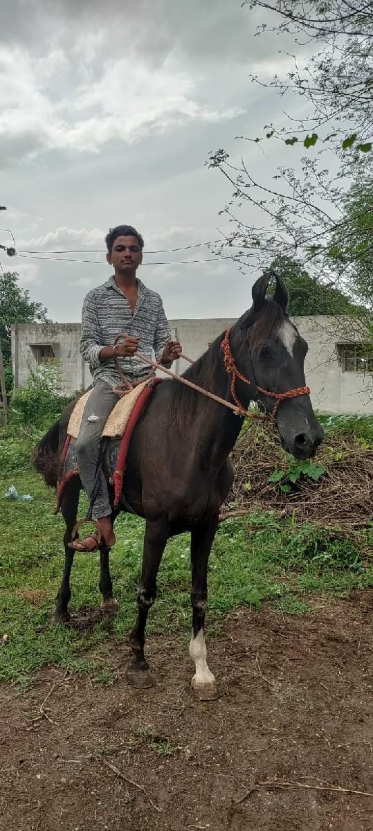 થંબનેલ 2