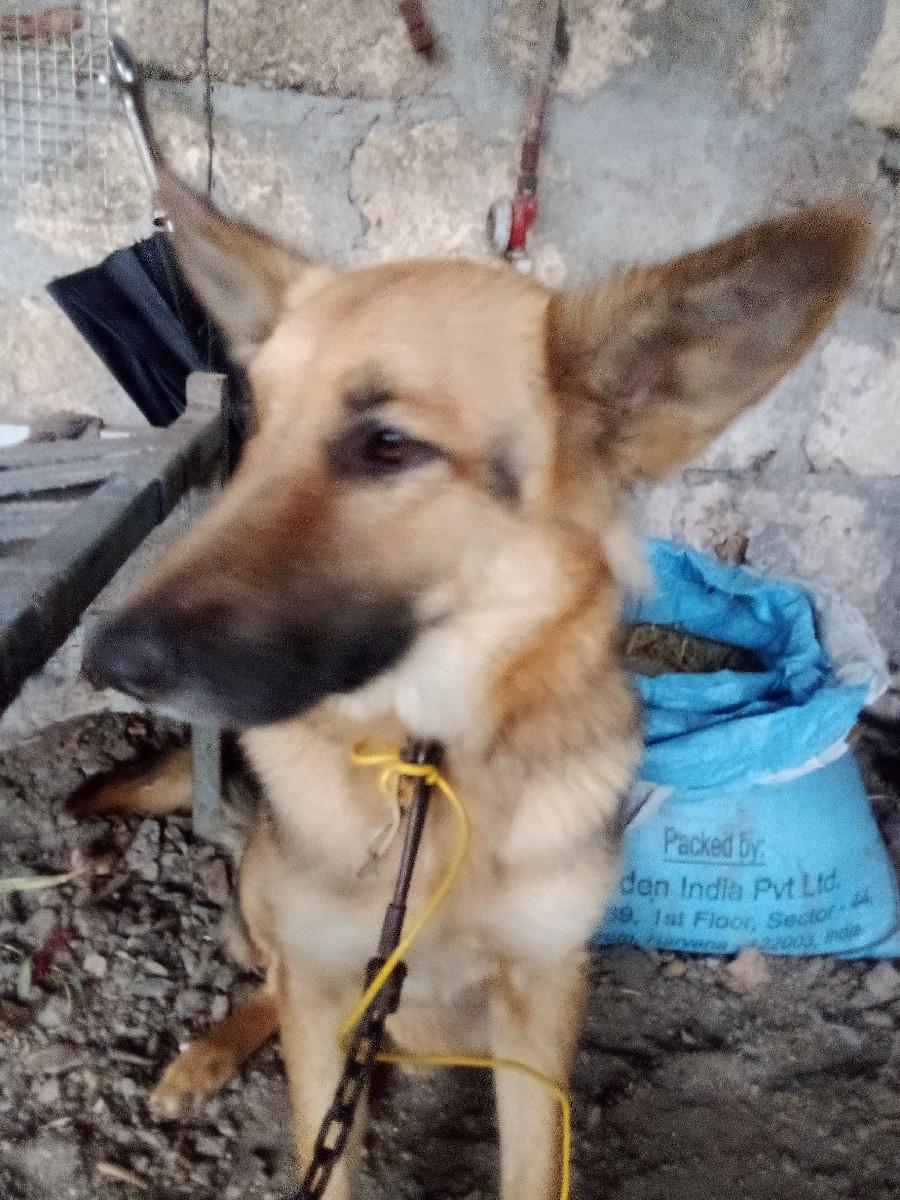 જર્મન કુતરી વેસ્વની સે