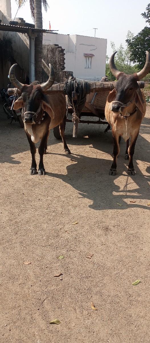 થંબનેલ 2