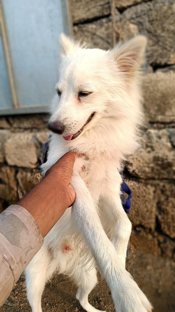 વેચવાનો છે