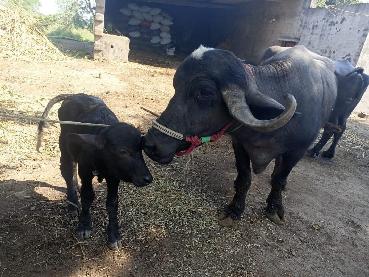 થંબનેલ 2