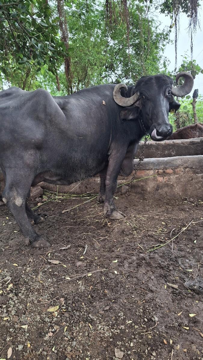 ભેંસ વેચાણ છે