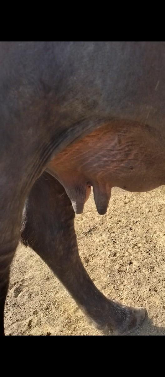 પેલવેતરી ખળાય વેચવાની છે