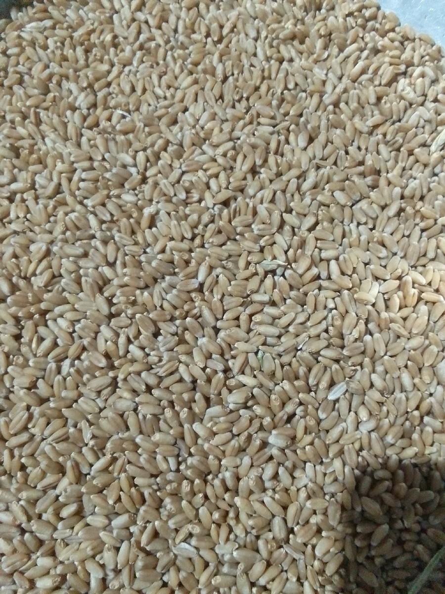 બોમ્બે સુપર વેરાયટી 108