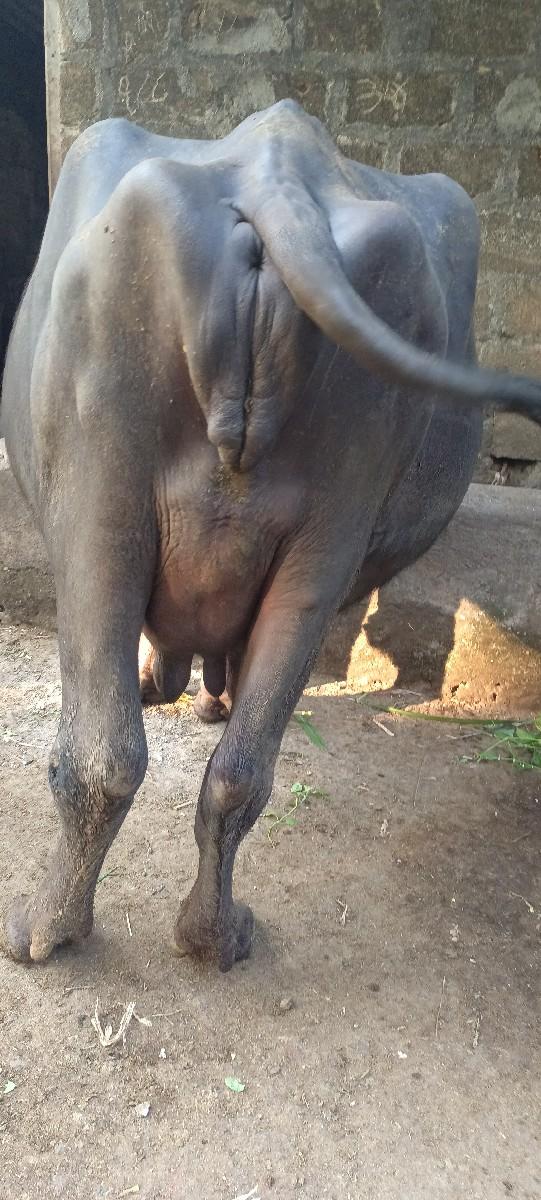 થંબનેલ 2