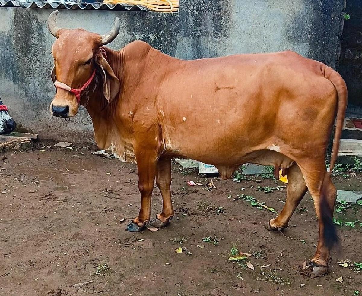 થંબનેલ 2