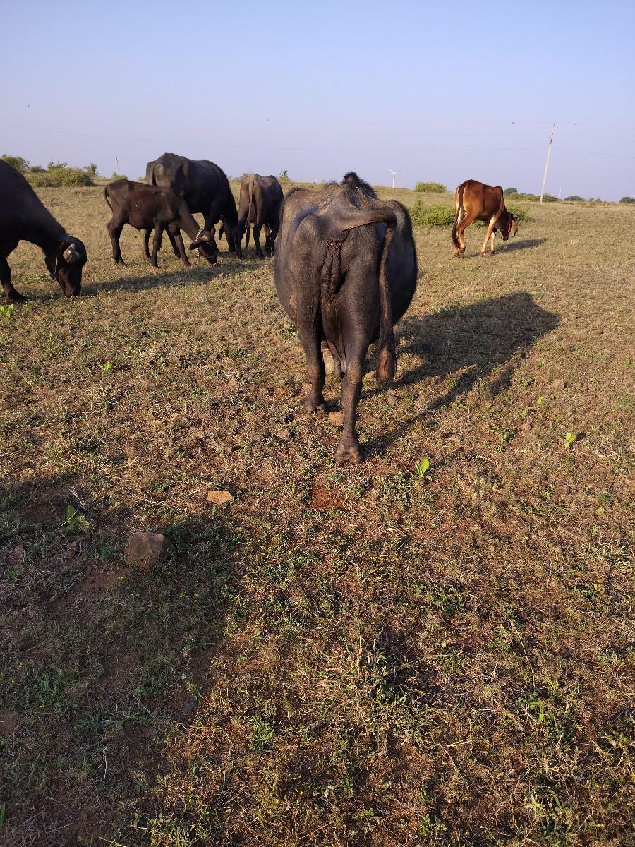 થંબનેલ 3