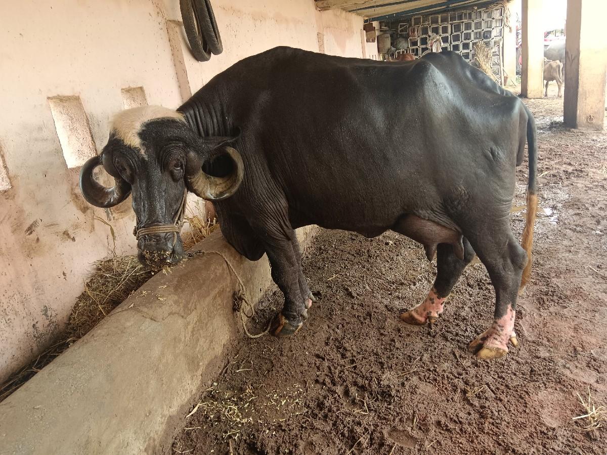 થંબનેલ 3