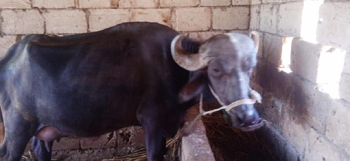 થંબનેલ 2