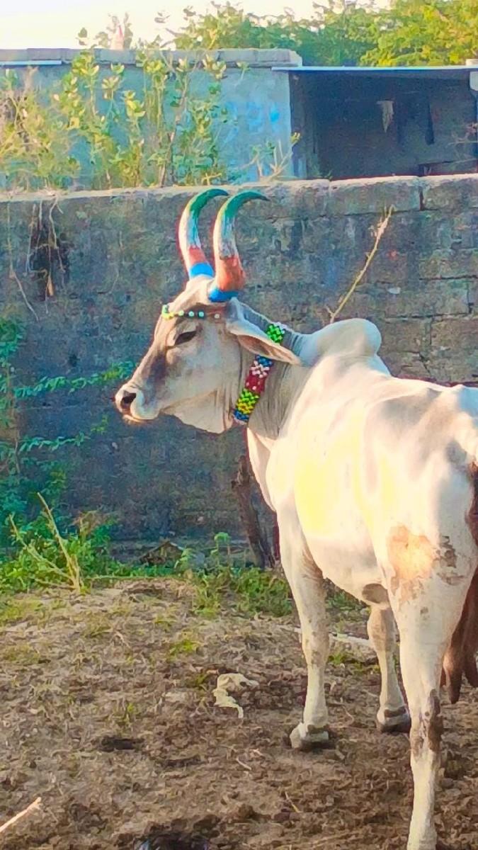 થંબનેલ 2