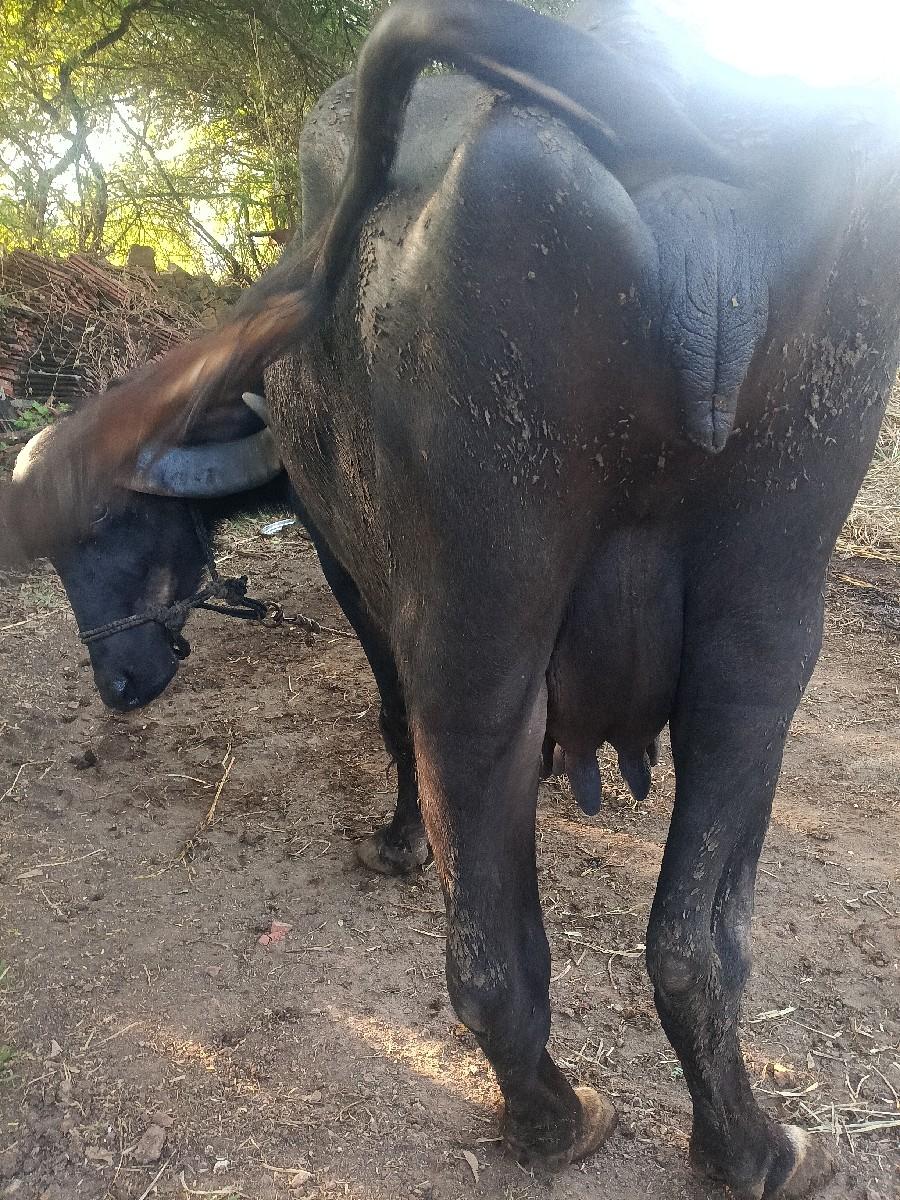 થંબનેલ 3