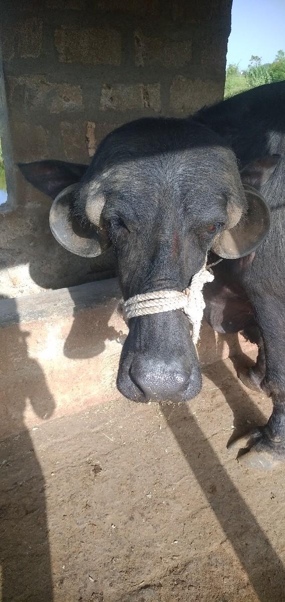 થંબનેલ 2