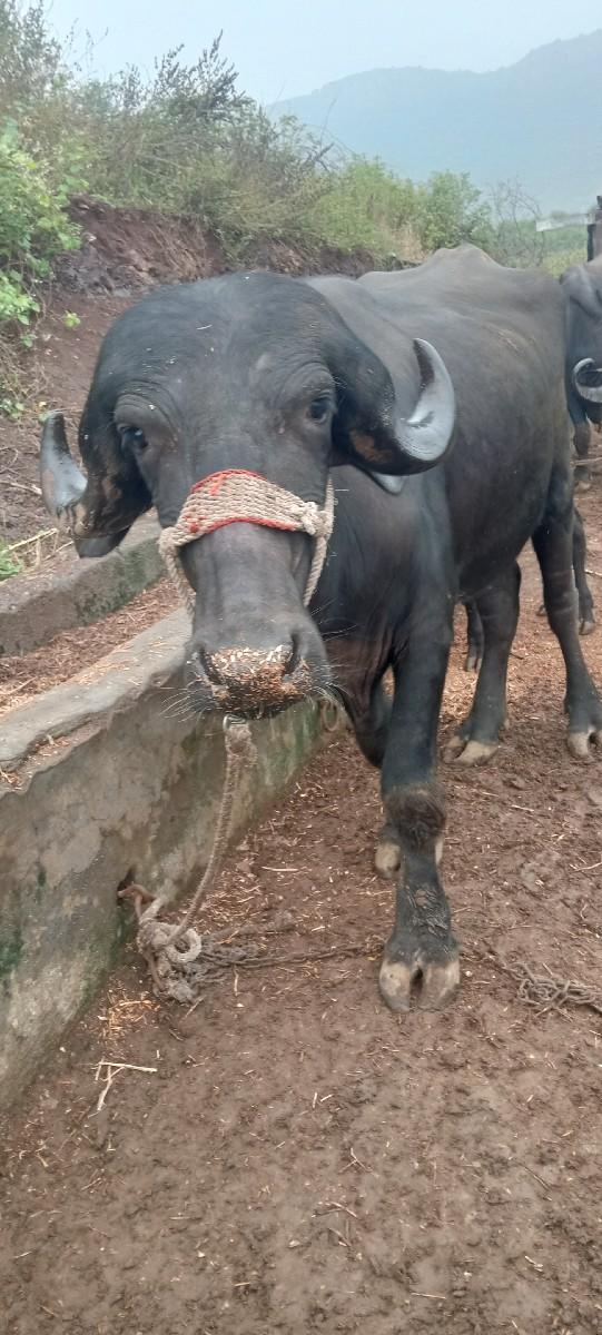 થંબનેલ 3