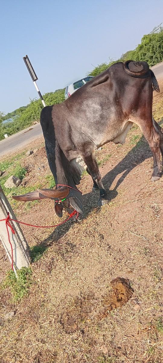 બળદ વેચવાનો