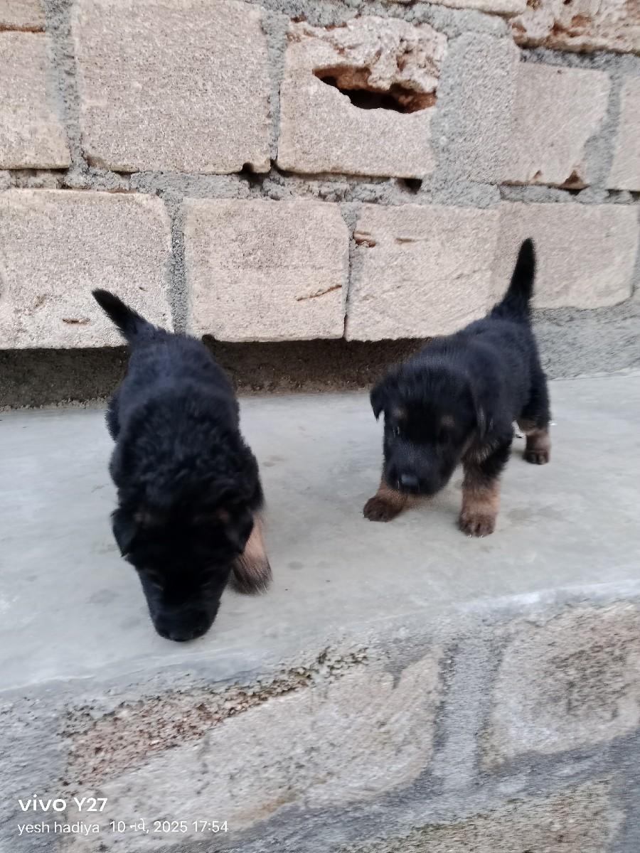 જરમન સેફડ ગલુડીયાવેચવાના છે