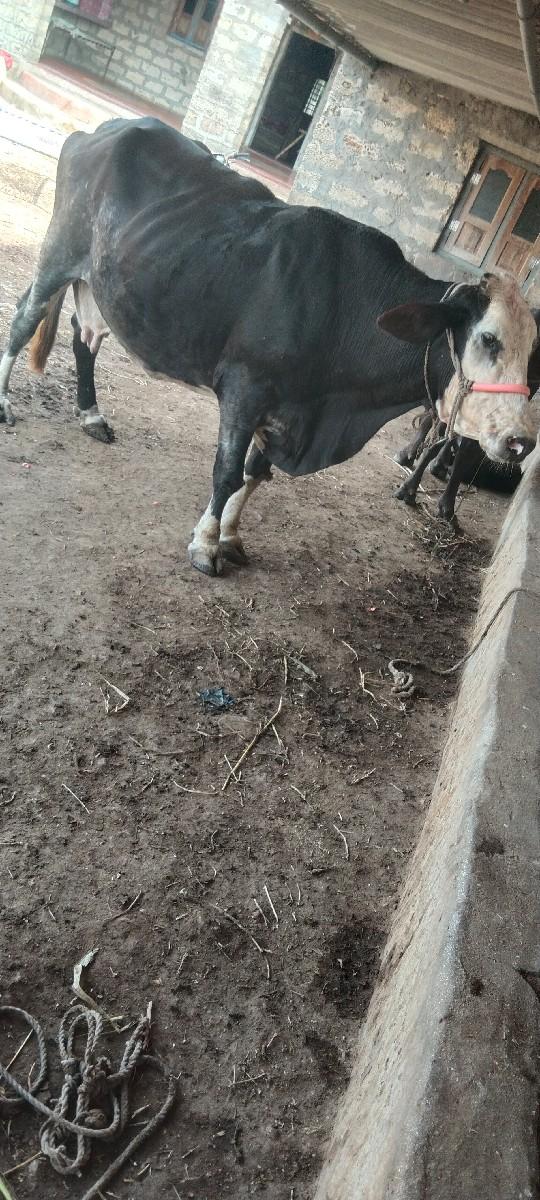 થંબનેલ 3