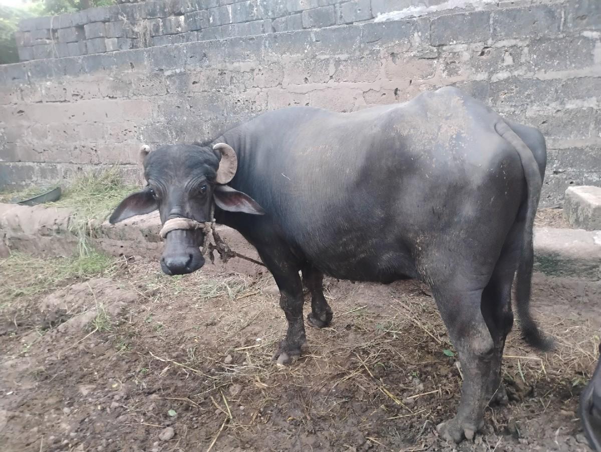 થંબનેલ 3