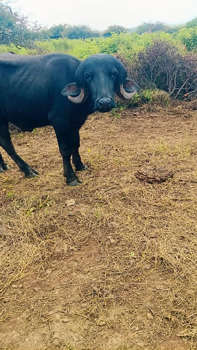 પાડો વેચવાનો છે