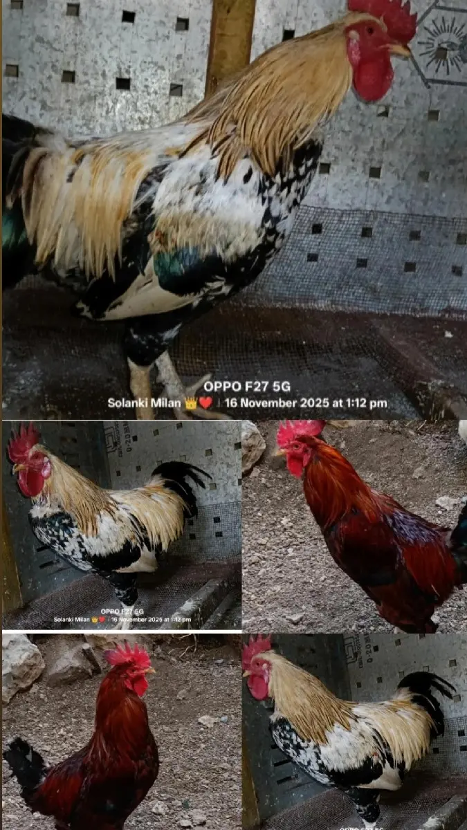 દેશી મરઘા