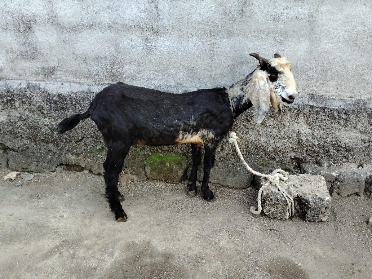 થંબનેલ 3