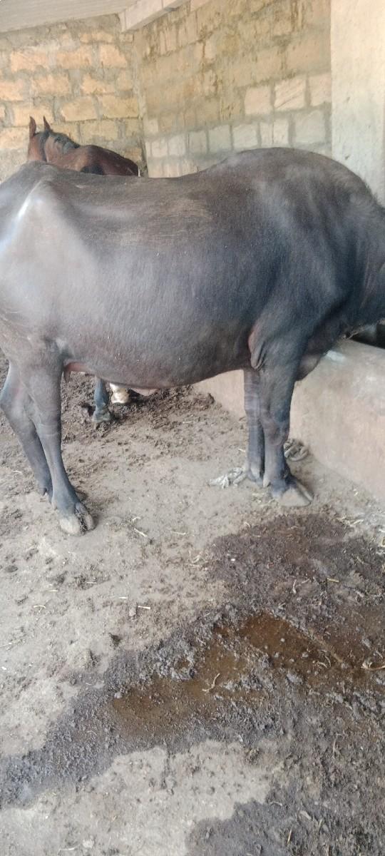 થંબનેલ 3