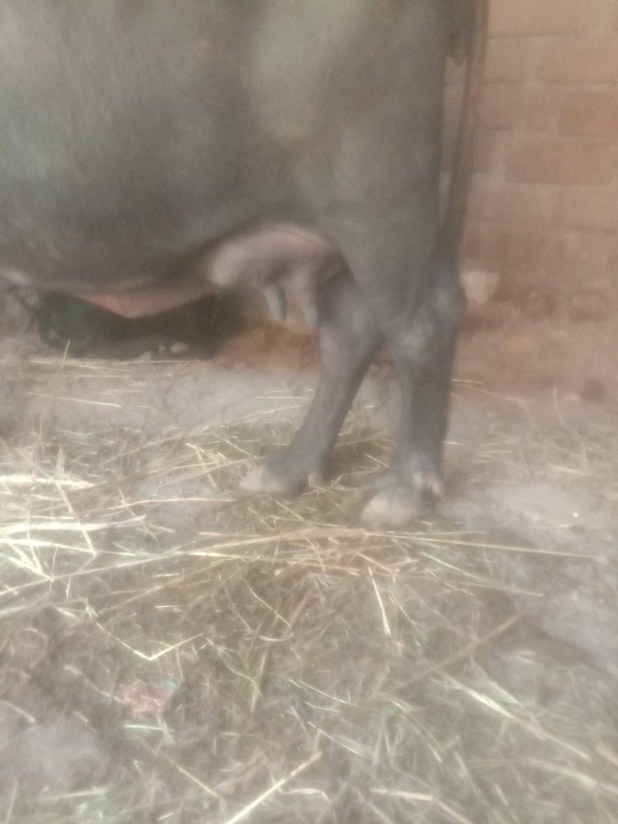 થંબનેલ 2