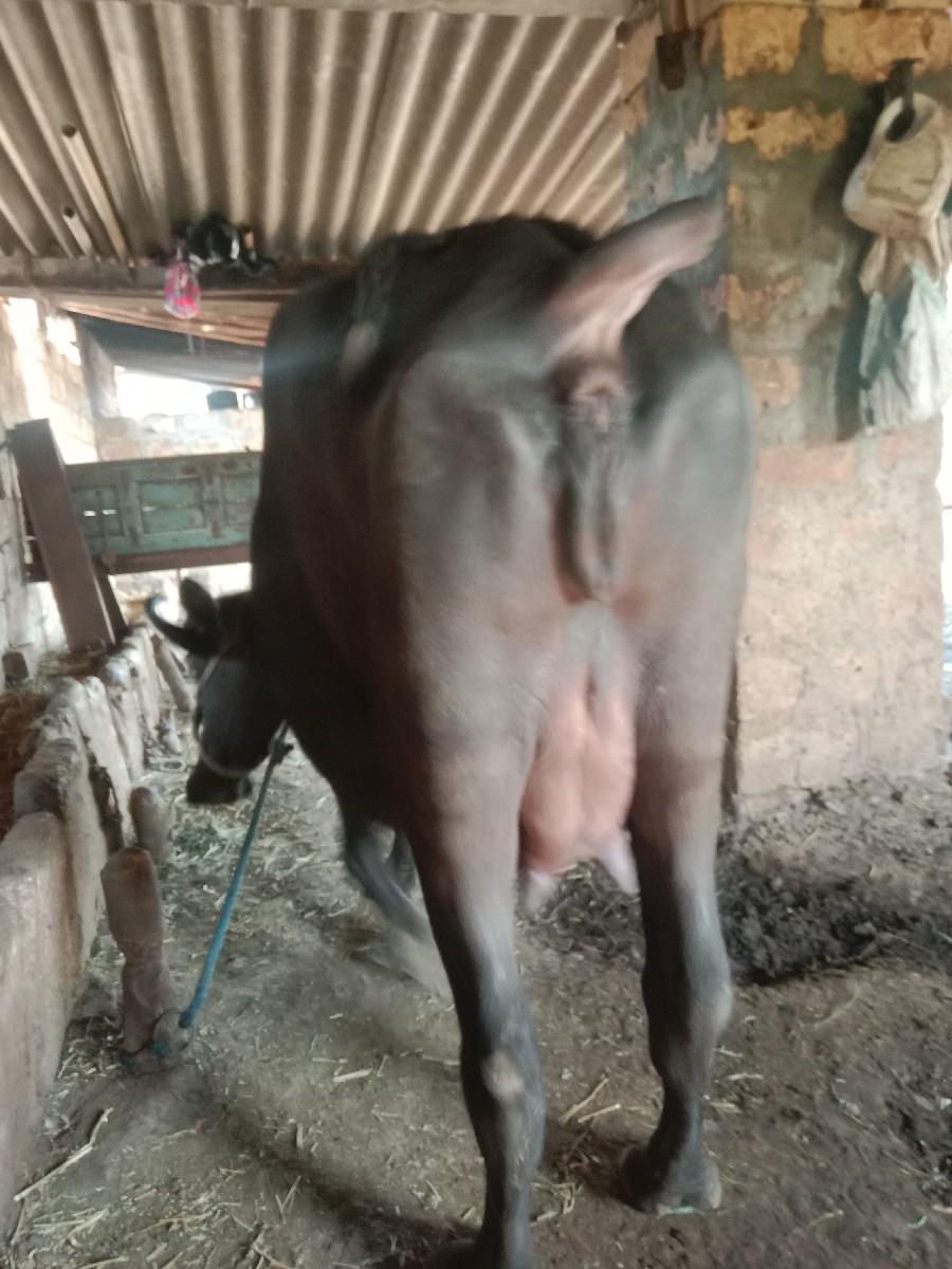 થંબનેલ 2