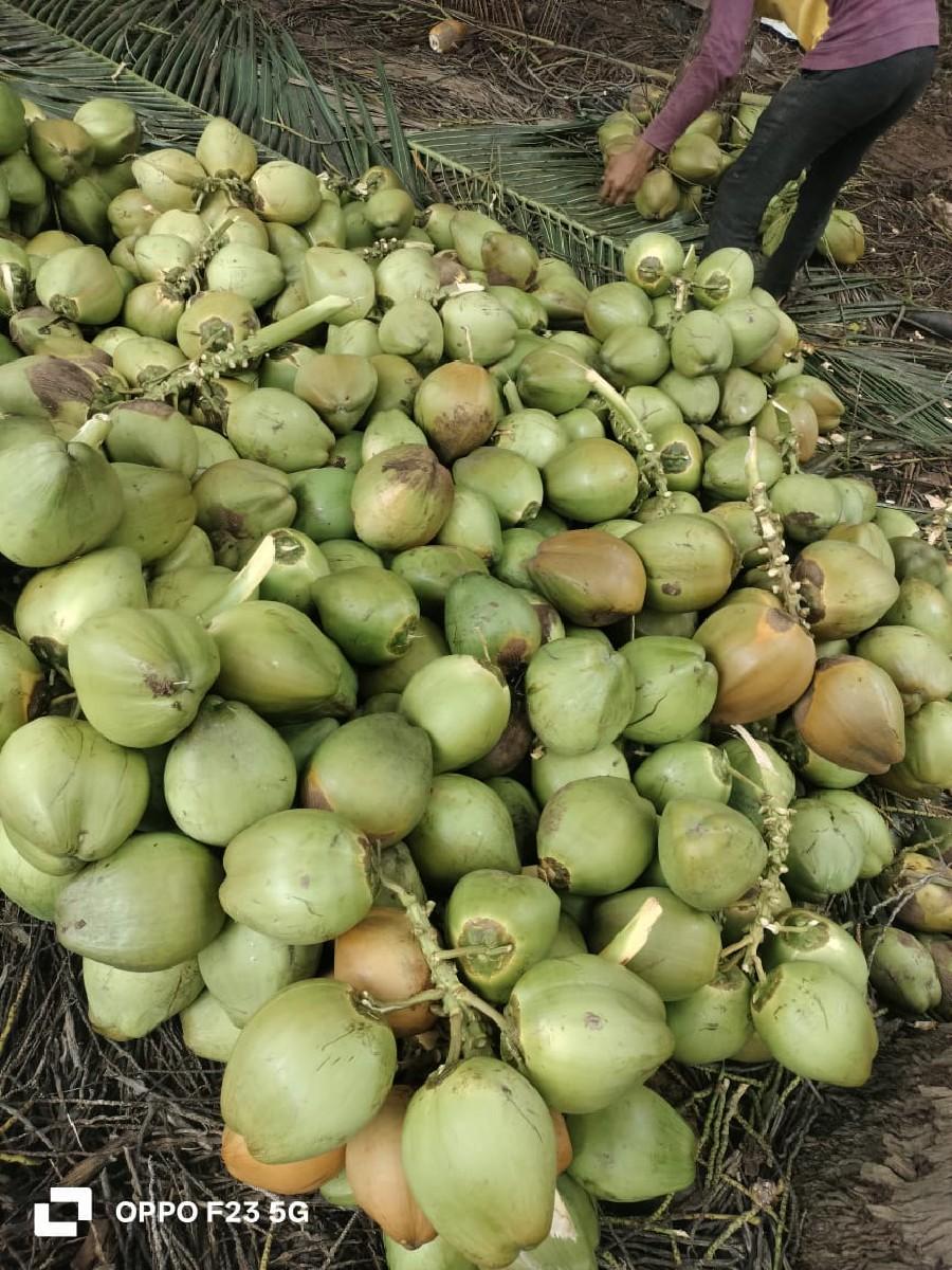 લીલાં નારિયલ લેવા માટે મળો