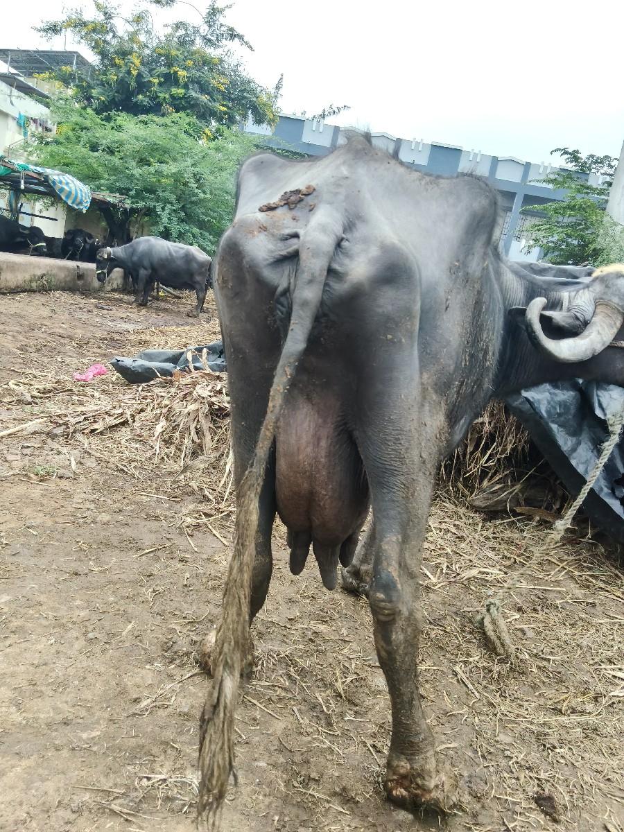 થંબનેલ 2