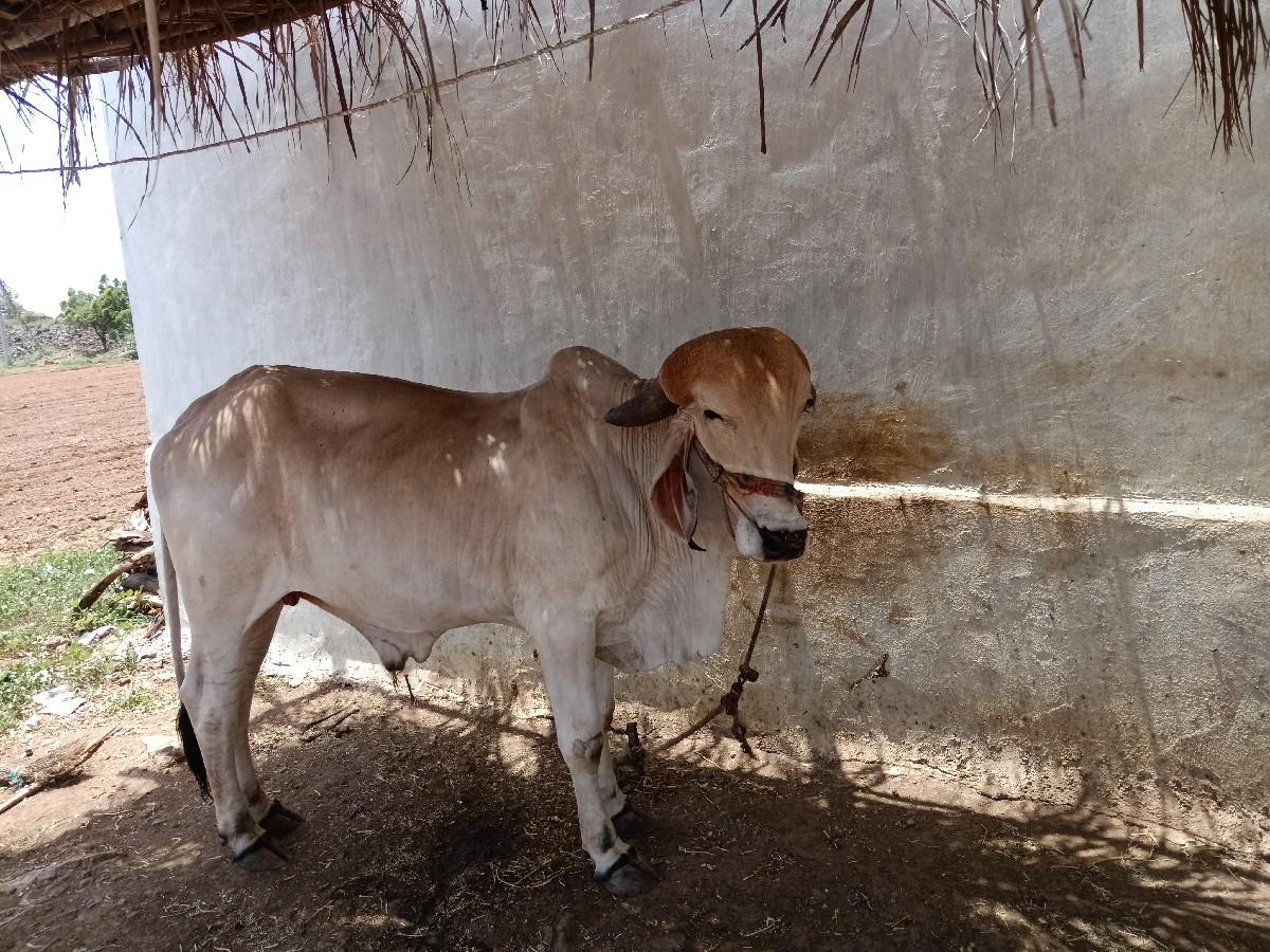 ગોધલો વેચવાનો છે